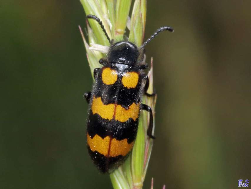 Mylabris variabilis - szalagos hólyaghúzó Mylabris variabilis - szalagos hólyaghúzó