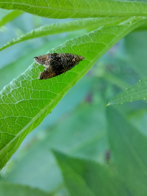 Celypha lacunana - vízparti tükrösmoly