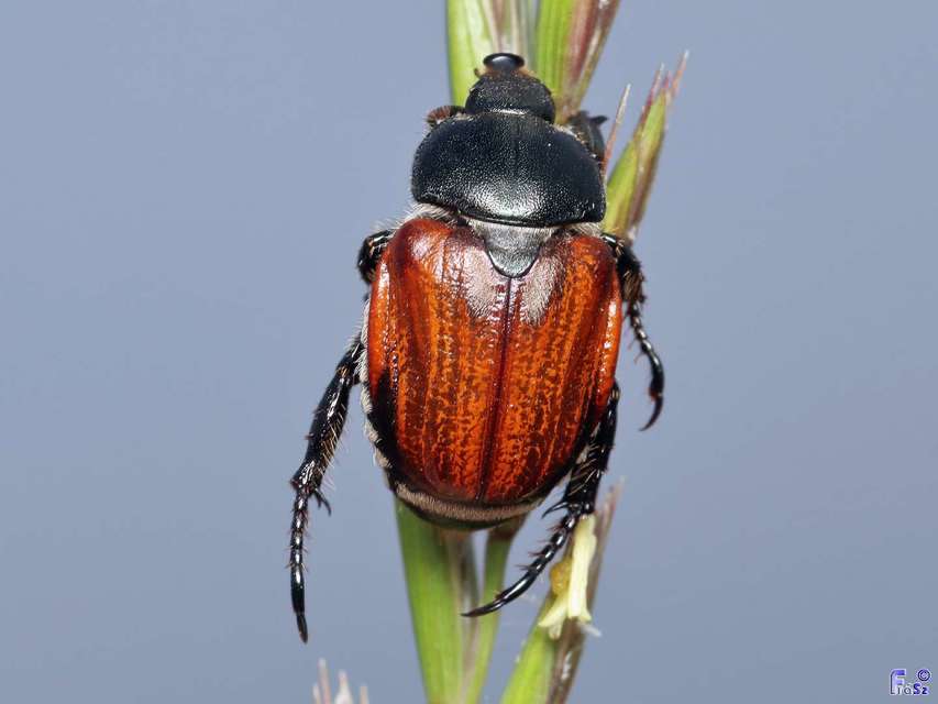 Anisoplia tempestiva - gabonaszipoly