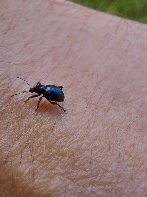 Otiorhynchus lirus - fényes gyalogormányos