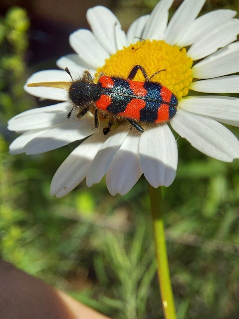 Trichodes favarius - hatfoltos méhészbogár