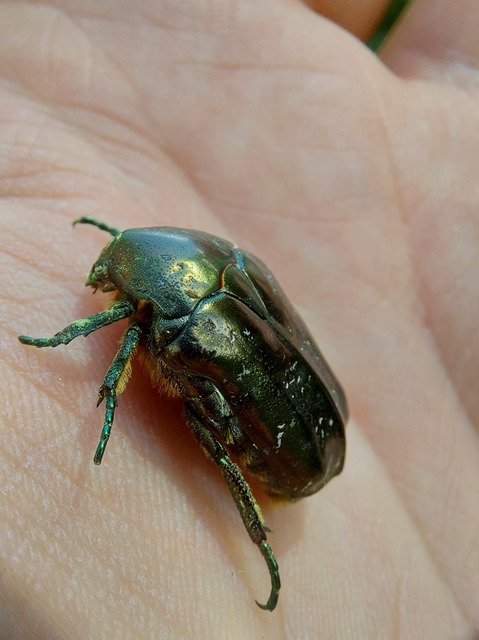 Protaetia marmorata - márványos virágbogár