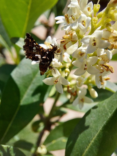 Thyris fenestrella - gyakori ablakosmoly