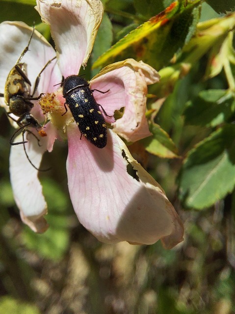 Acmaeodera degener - sárgafoltos zömökdíszbogár