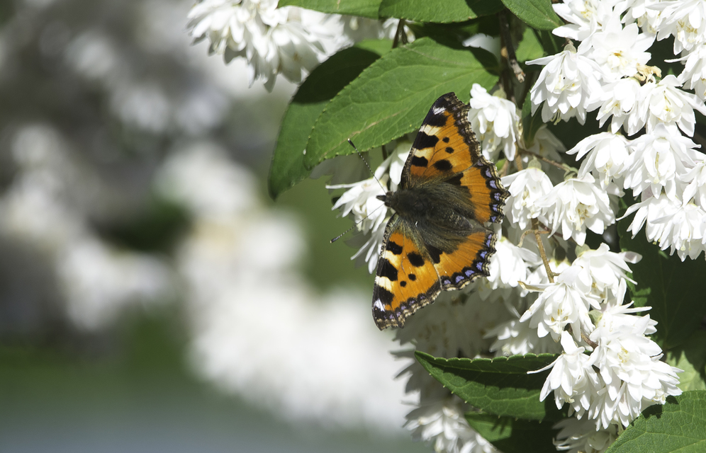 Nymphalis urticae - kis rókalepke
