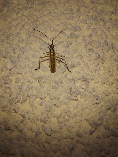 Leptopterna dolabrata - közönséges mezeipoloska