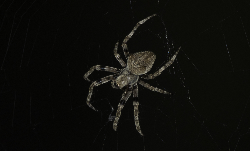 Araneus circe/angulatus