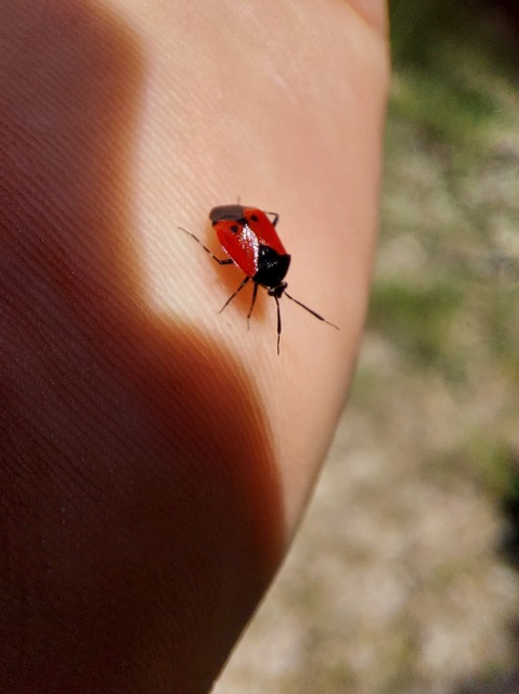 Deraeocoris rutilus - cinóber mezeipoloska