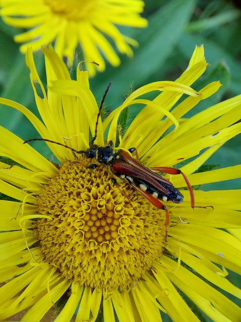 Stenopterus rufus - tarkacsápú keskenyfedőscincér