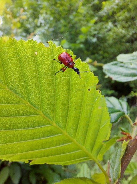 Apoderus coryli - mogyoró-levélsodró