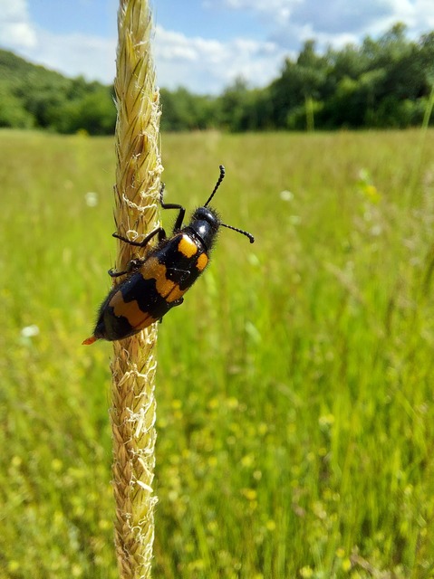 Mylabris variabilis - szalagos hólyaghúzó Mylabris variabilis - szalagos hólyaghúzó