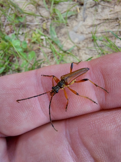 Stenocorus meridianus - fűz-gyökércincér