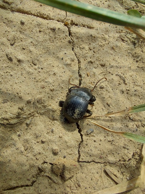 Accanthopus velikensis