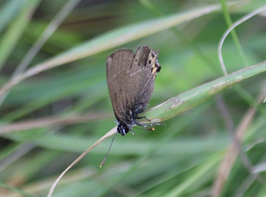 Satyrium pruni - szilvafa-csücsköslepke