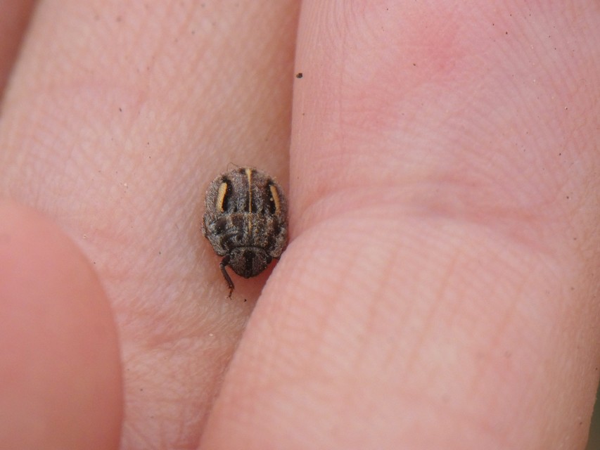 Heteroptera - Poloskák