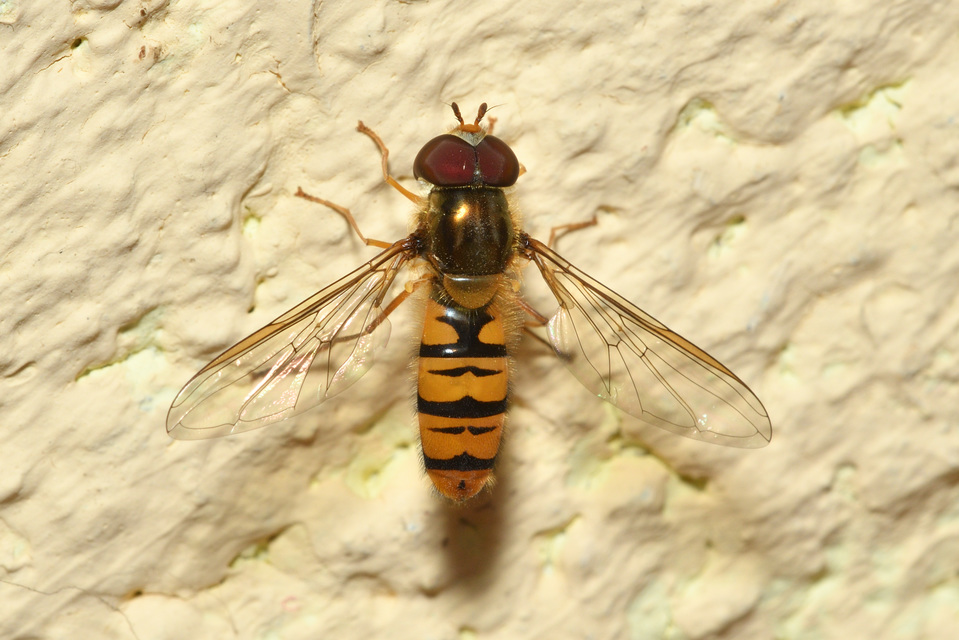 Episyrphus balteatus - ékfoltos zengőlégy