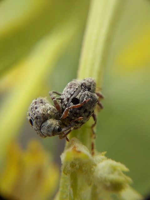 Cionus thapsus - kis ökörfarkkóró-gömbormányos