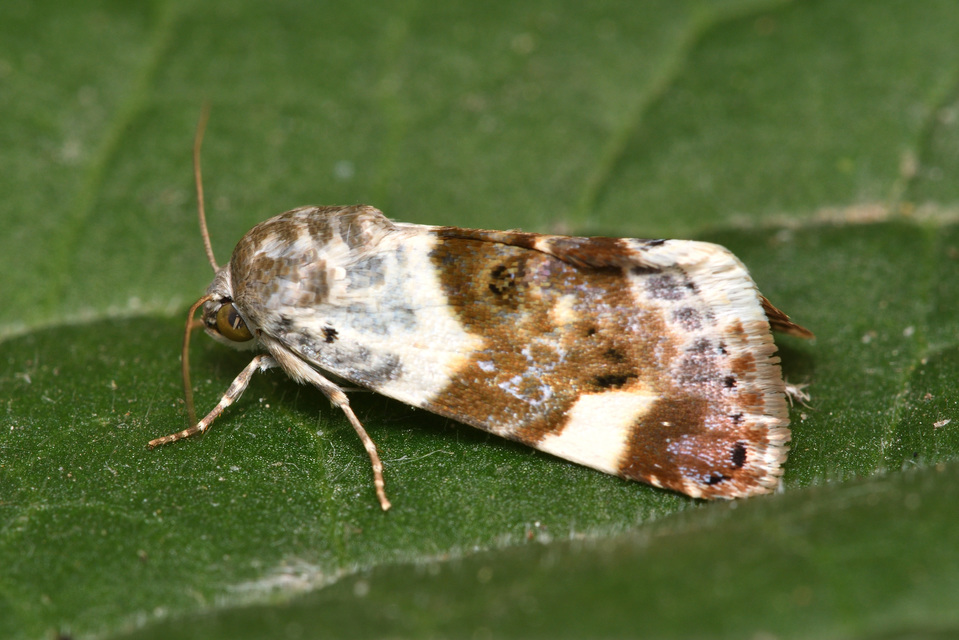 Acontia lucida - fehér nappalibagoly
