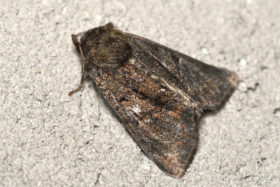 Oligia latruncula - fekete dudvabagoly