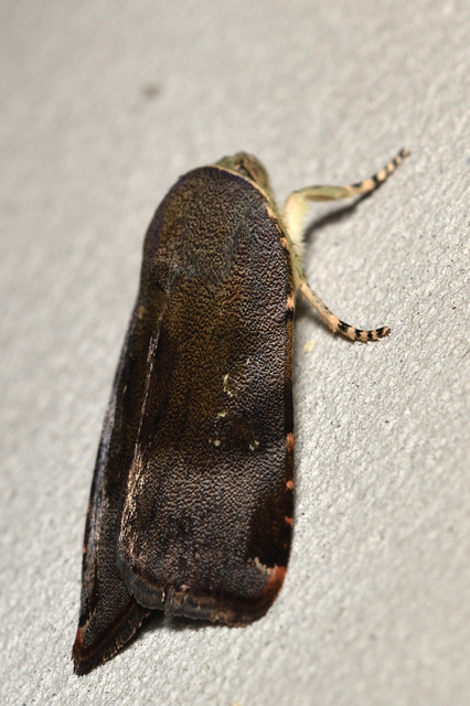 Noctua janthe/janthina