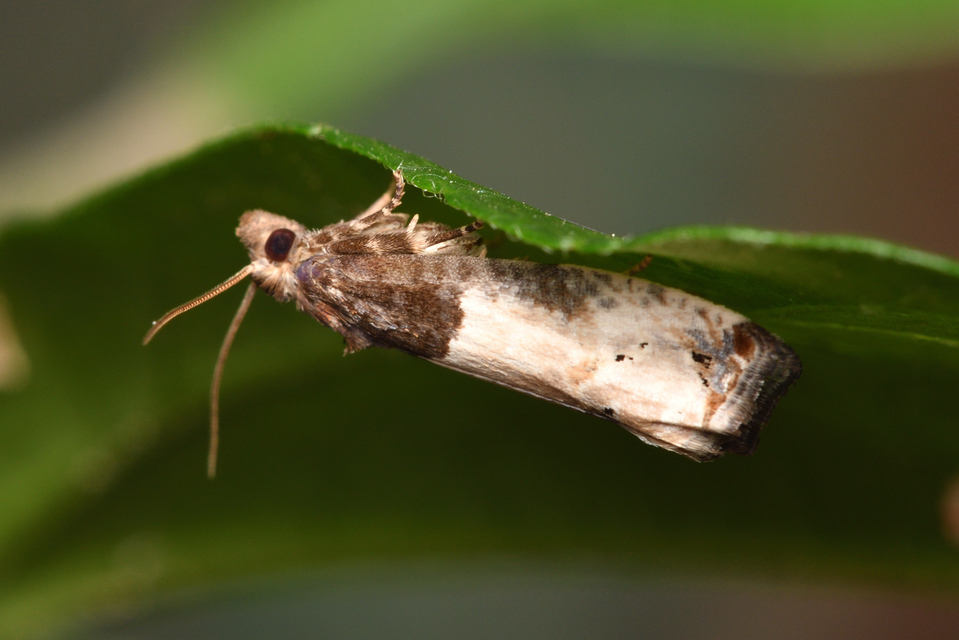 Notocelia roborana - rózsarügy-tükrösmoly