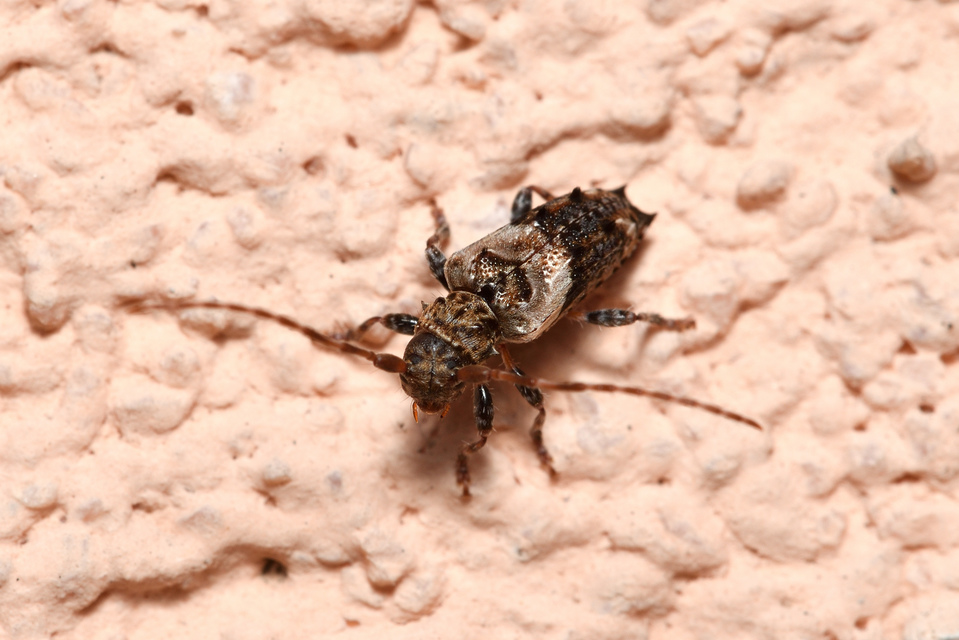 Pogonocherus hispidus - kéttövises ecsetcincér