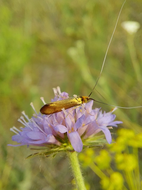 Nemophora metallica - fémszínű tőrösmoly