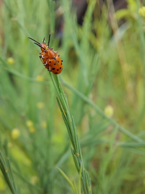 Crioceris duodecimpunctata - tizenkétpontos spárgabogár