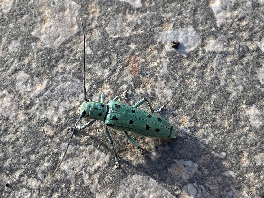 Saperda octopunctata - nyolcpontos cincér