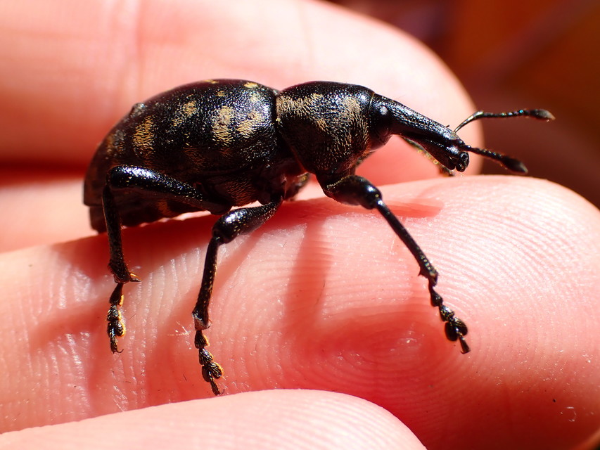 Liparus glabrirostris - közönséges acsalapuormányos