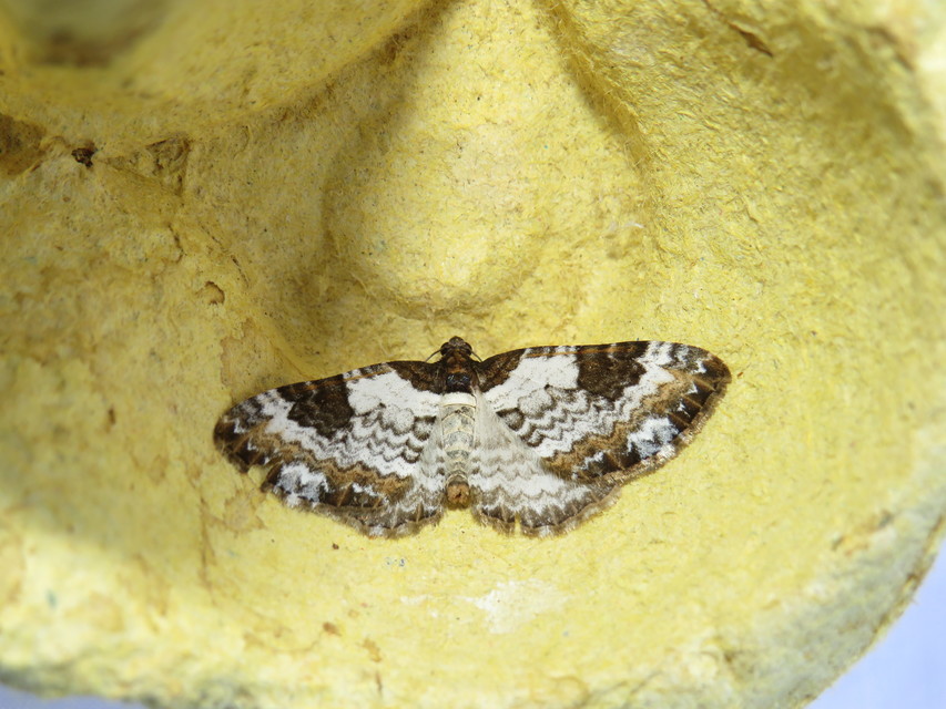Melanthia procellata - hullámos tarkaaraszoló