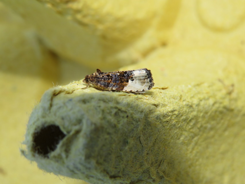Hedya