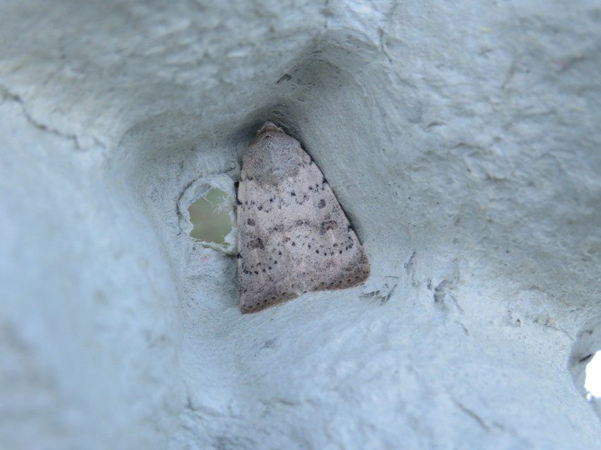 Hoplodrina respersa - bogáncs-selymesbagoly