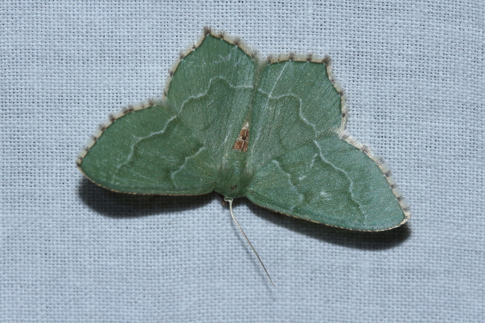 Hemithea aestivaria - nyír-zöldaraszoló