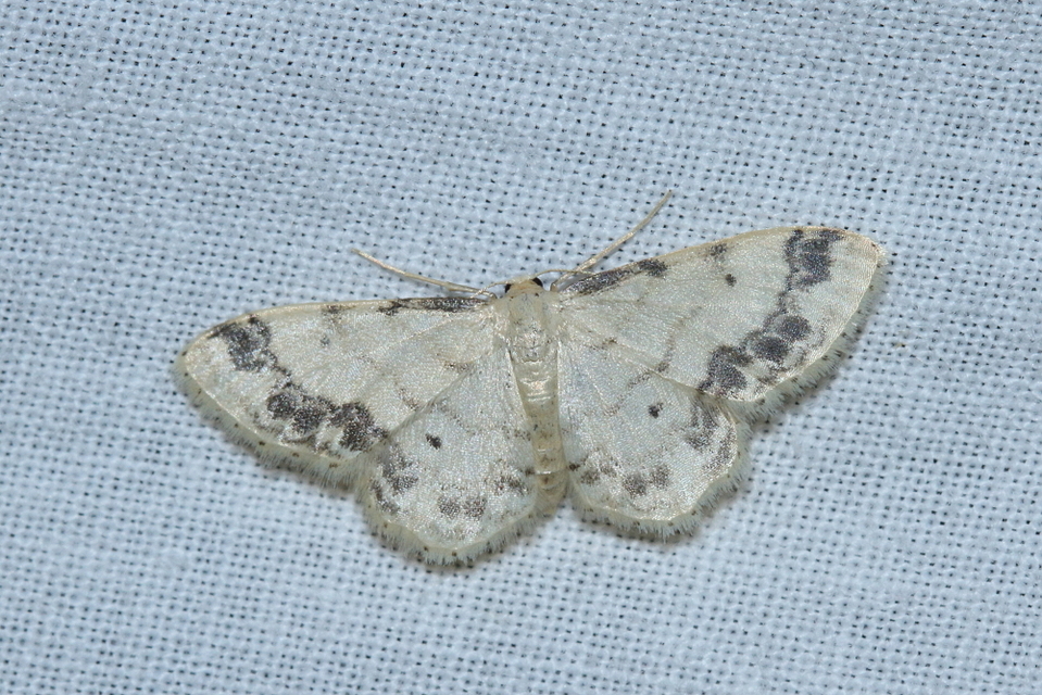 Idaea trigeminata - csúcsfoltos apróaraszoló