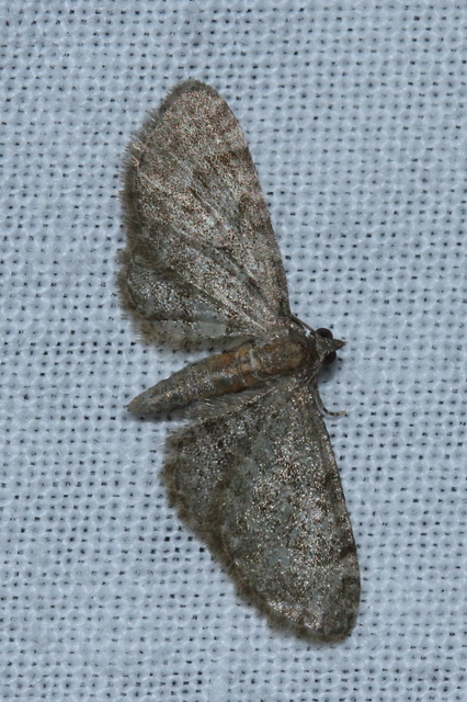 Eupithecia haworthiata - rozsdástestű törpearaszoló
