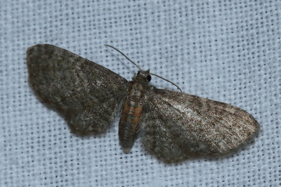 Eupithecia haworthiata - rozsdástestű törpearaszoló