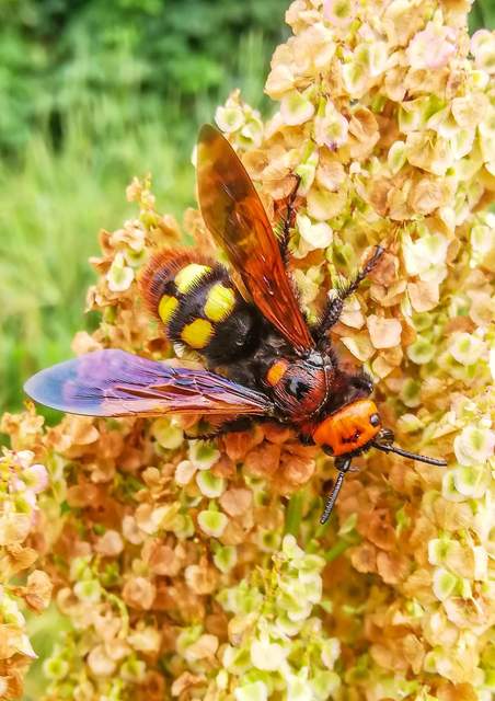 Megascolia maculata - óriás-tőrösdarázs