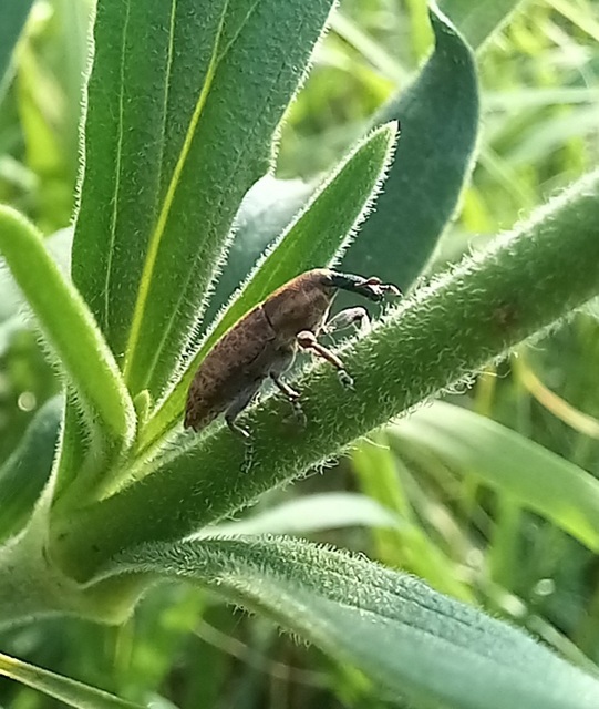 Lixus brevipes - vaskosorrú dudvabarkó