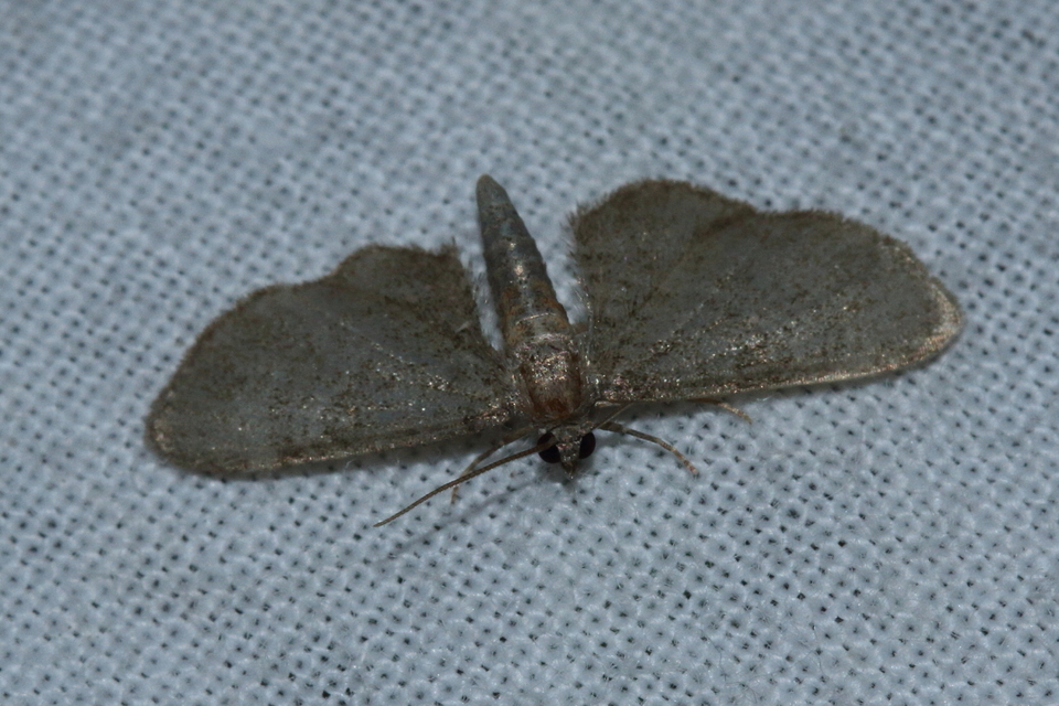 Eupithecia haworthiata - rozsdástestű törpearaszoló