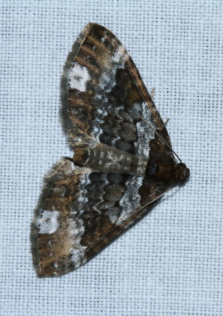 Melanthia procellata - hullámos tarkaaraszoló