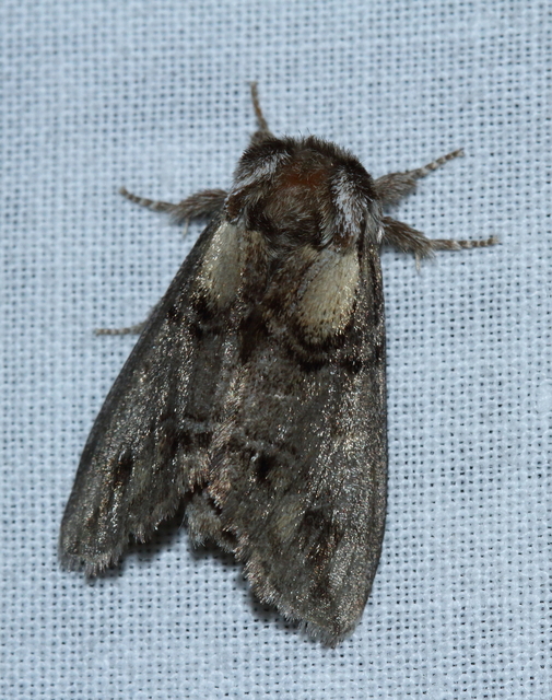 Drymonia velitaris - hegyi púposszövő