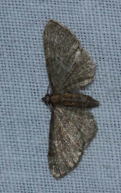 Eupithecia haworthiata - rozsdástestű törpearaszoló