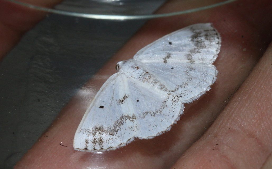 Lomographa temerata - foltos fehéraraszoló