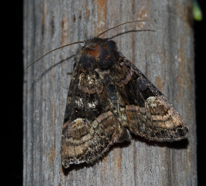 Euplexia lucipara - szeder-csipkésbagoly