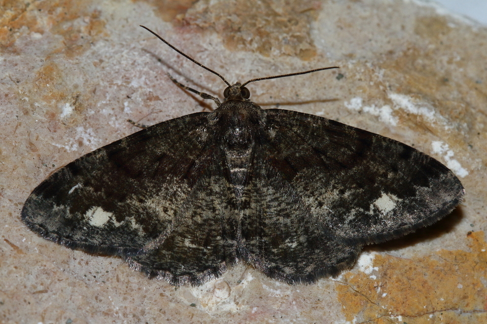 Parectropis similaria - barna zuzmóaraszoló