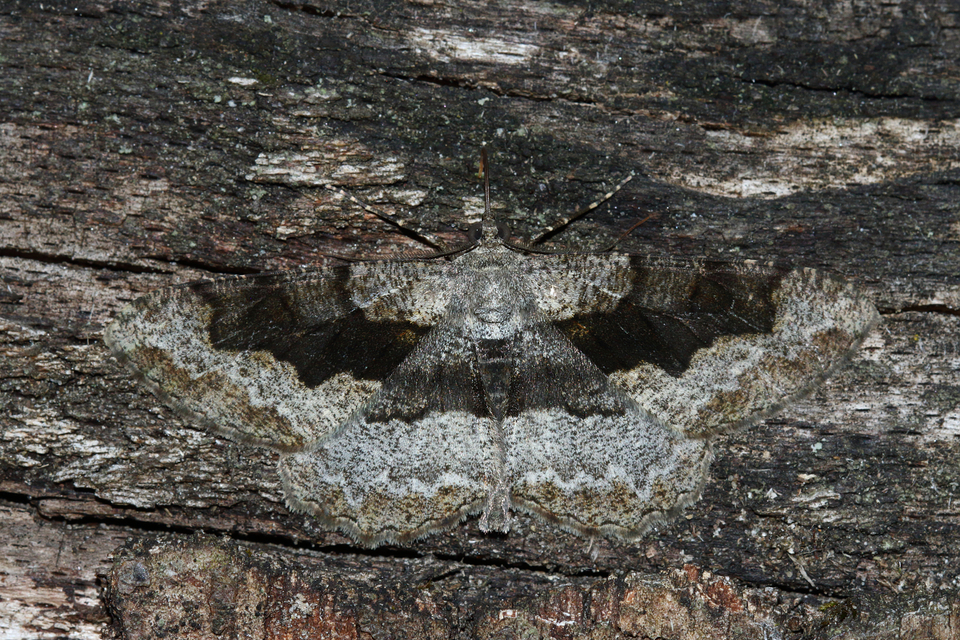 Alcis repandata - foltos faaraszoló
