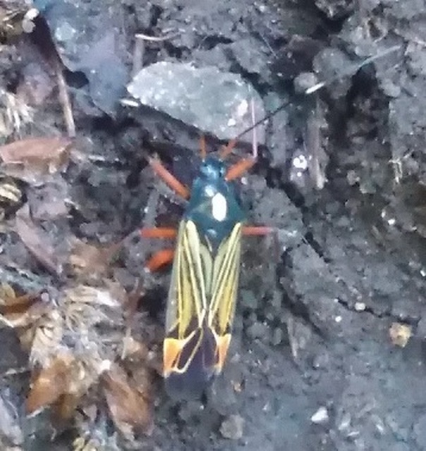 Miris striatus - sávos mezeipoloska