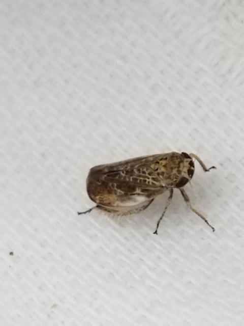 Allygidius abbreviatus