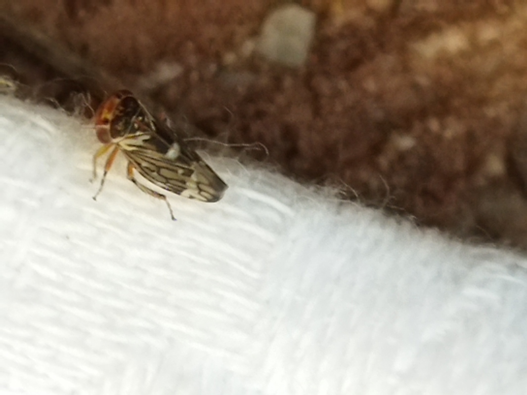 Balcanocerus larvatus
